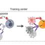 New way to help CAR-T cells fight solid tumors could change cancer treatment