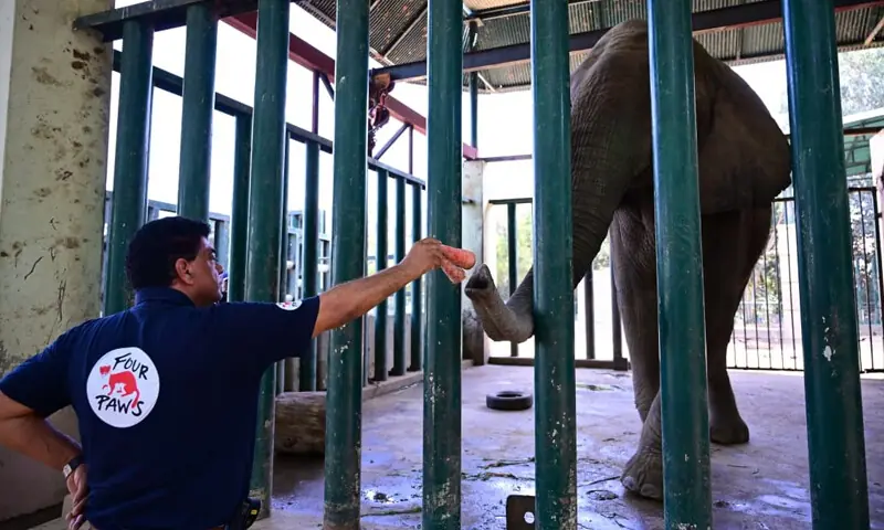 Four Paws expert sees ‘hope’ for ailing elephant Madhubala