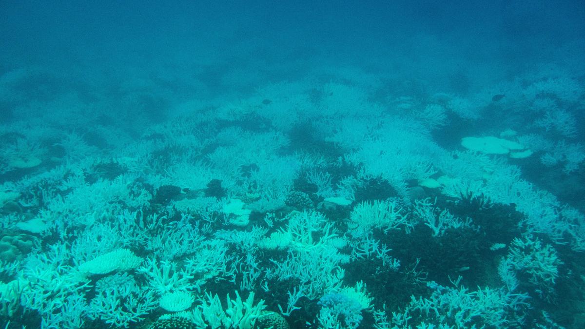 Study highlights regional variations in coral bleaching across India, calls for greater focus on local factors