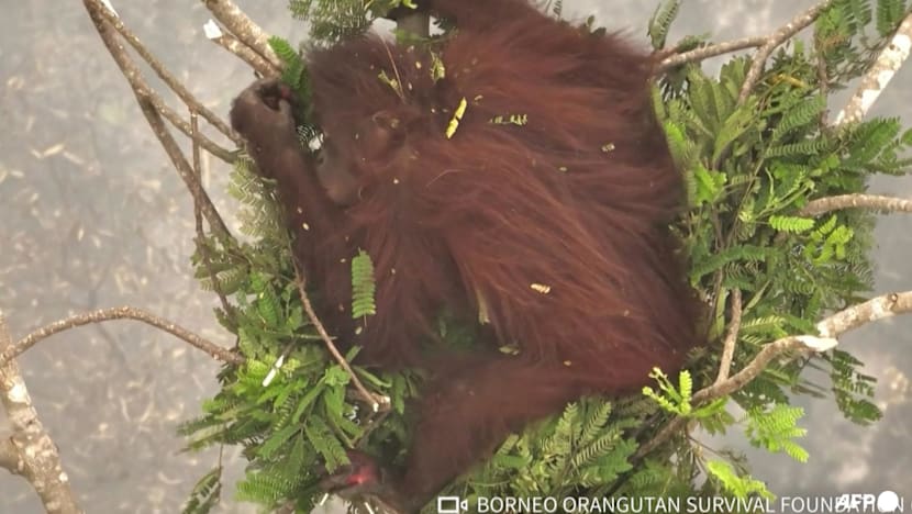 Walking through flames: Orangutans rescued in Indonesia fires