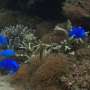 Fish may look fine in urban waters but their genes tell a different story