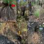 Phytophthora dieback linked to habitat loss and lower digging activity among quendas in Western Australia
