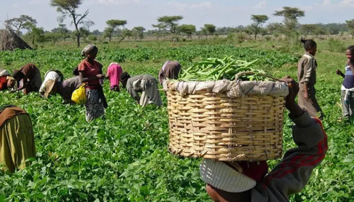 Anambra, FG, TechSave disburse 2,000 improved palm seedlings to farmers