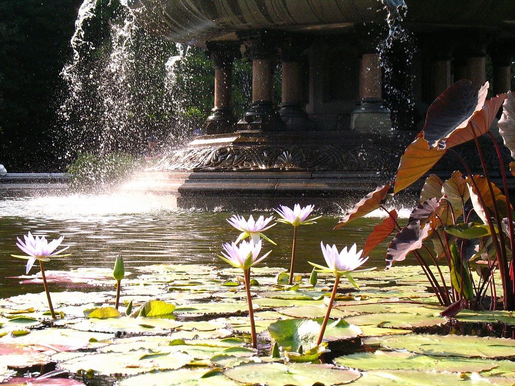 Colombia Discovers New Giant Water Lily Species