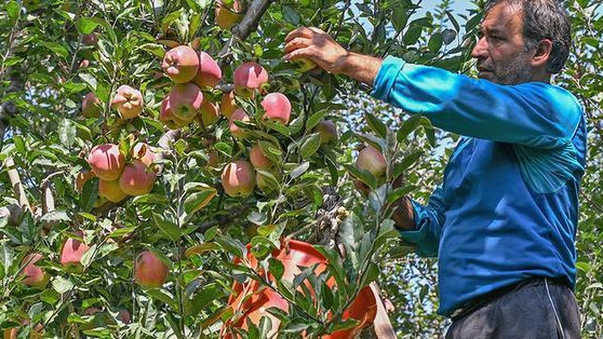 Many PDP leaders detained for bid to protest seeking insurance for hail-hit apple orchards in Kashmir