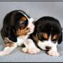 Gene-edited beagles produce no detectable major dog allergen, early tests find