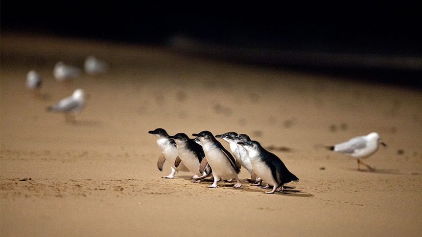 Unprecedented penguin vaccine program begins, but is it too late?