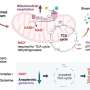 Turning a common oncogene's metabolic grip on cancer cells into a fatal weakness