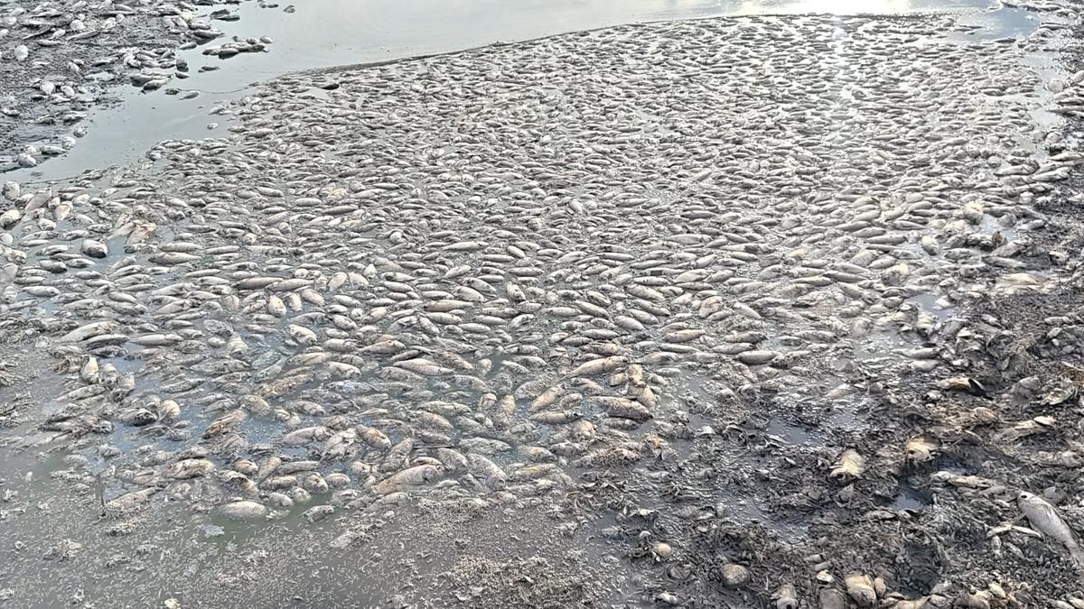 Oxygen depletion kills a large number of Jalebi fish in Palar river near Ambur