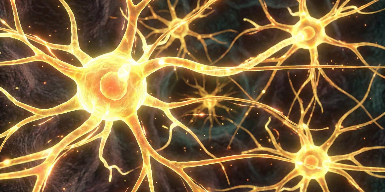 Inflammation corresponds to altered brain wiring in borderline personality disorder