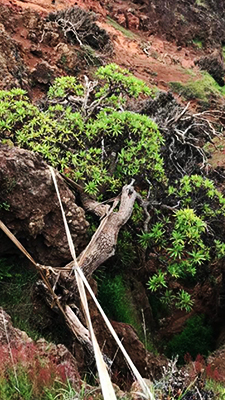 Is this the world’s loneliest tree?