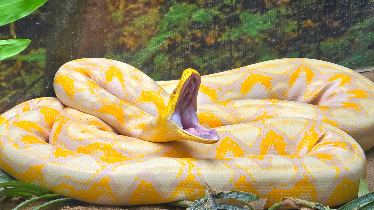 16-foot Burmese python tagged in Florida; scientists test drones to track snakes