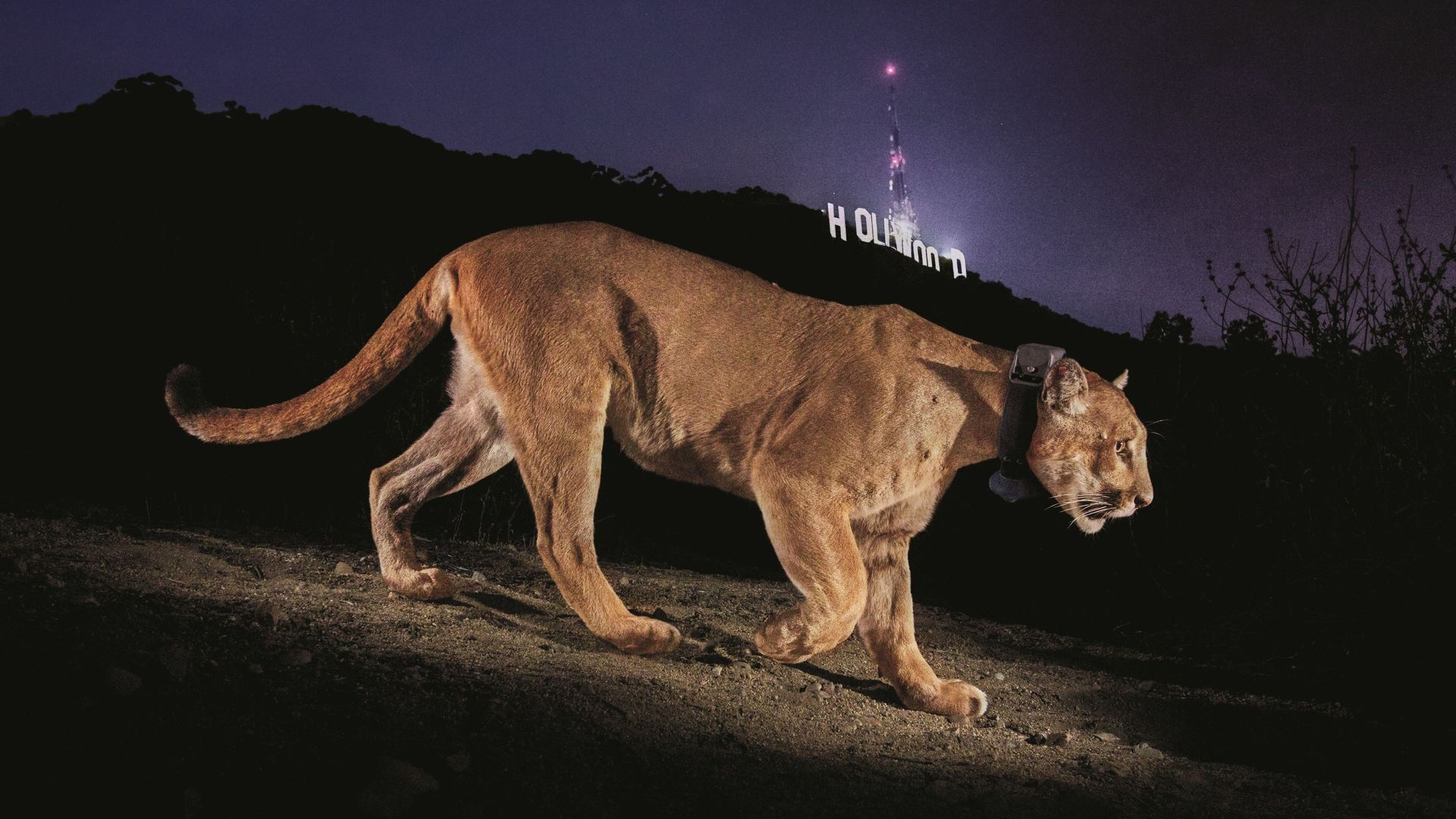 Photojournalist Steve Winter on his iconic Hollywood puma image, the illegal tiger trade and having a black panther knock on his door