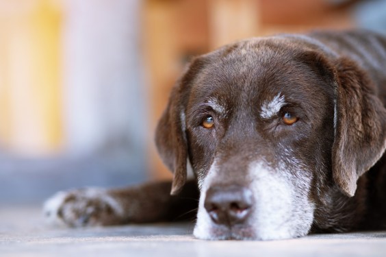 Why Old Dogs Might Be Able to Teach Alzheimer’s Researchers New Tricks