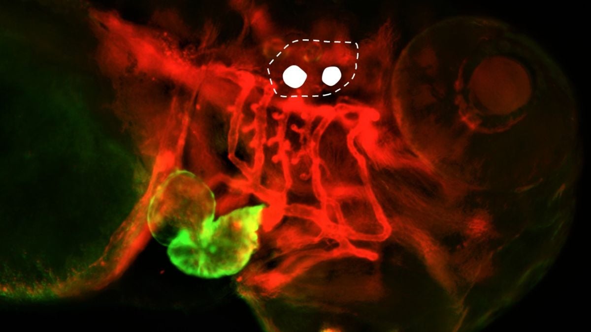 Scientists Wiggled a Fish's Earbones With Light – And Changed Its Heartbeat