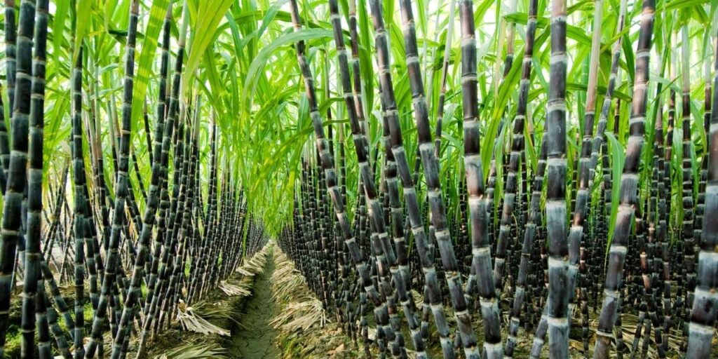 NSDC tightens sugar quota rules, holds talks with Afreximbank, NGF to accelerate sugar estate development