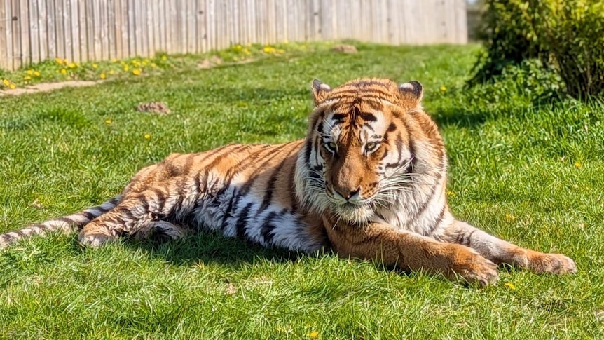 Man dies after entering tiger enclosure at UK zoo