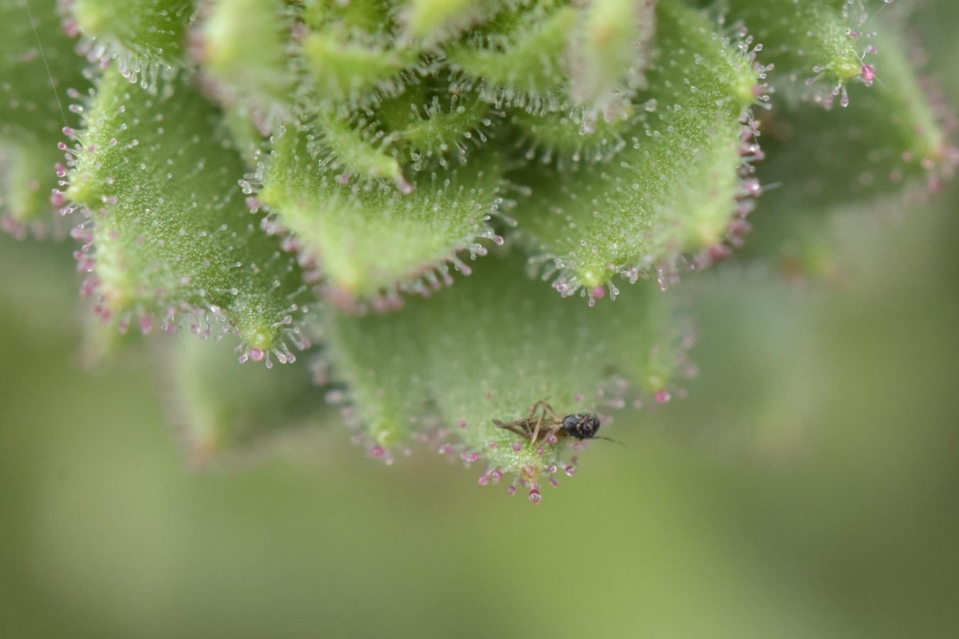 Darwin proved right about gnat-trapping carnivorous plant