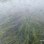 A resilient native seagrass species could help reshape coastal restoration