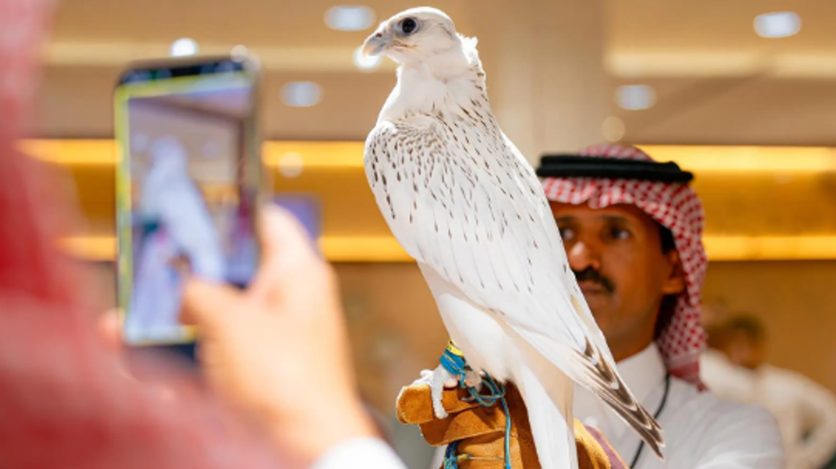 Canadian farm representative reveals reason behind SAR 1.3 million falcon sale
