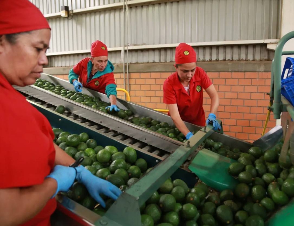 Mexico avocado exports restart as US inspectors return