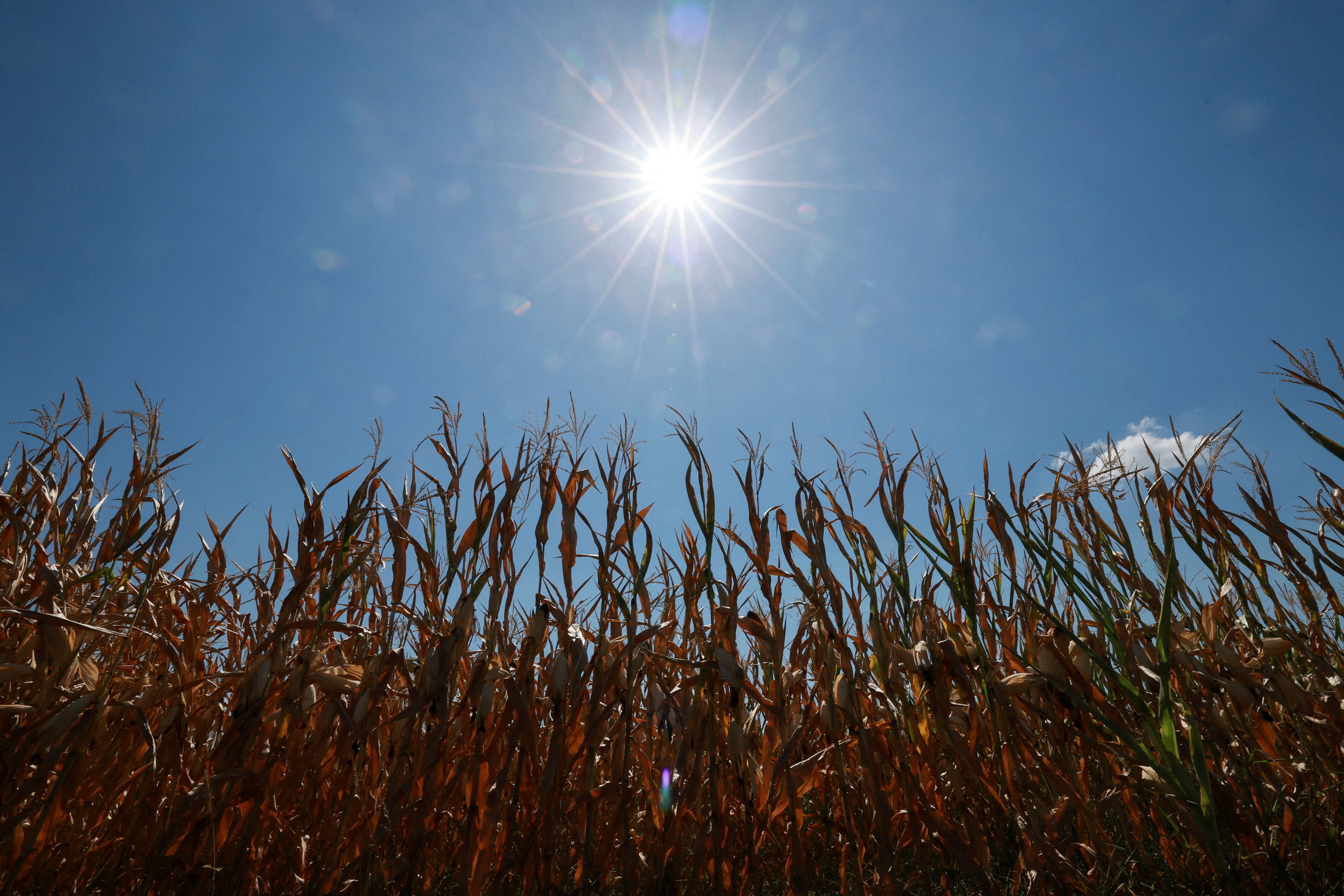 Europe’s heat strains global food supply