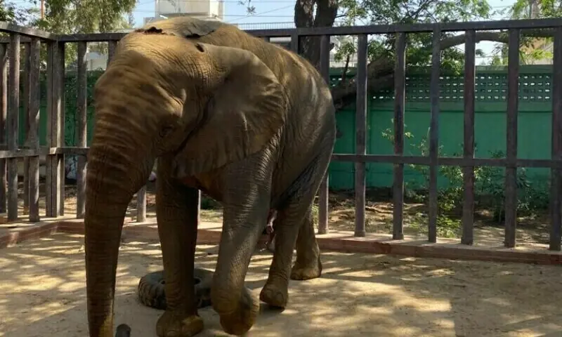Sri Lankan vet returns home amid concerns over Madhubala’s health