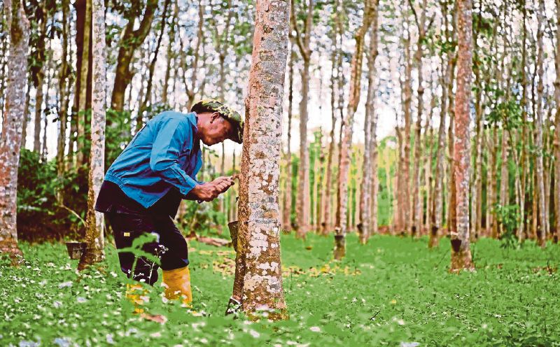 2027 Budget : Rubber production incentive hike to help cover smallholders' costs – PKPKM