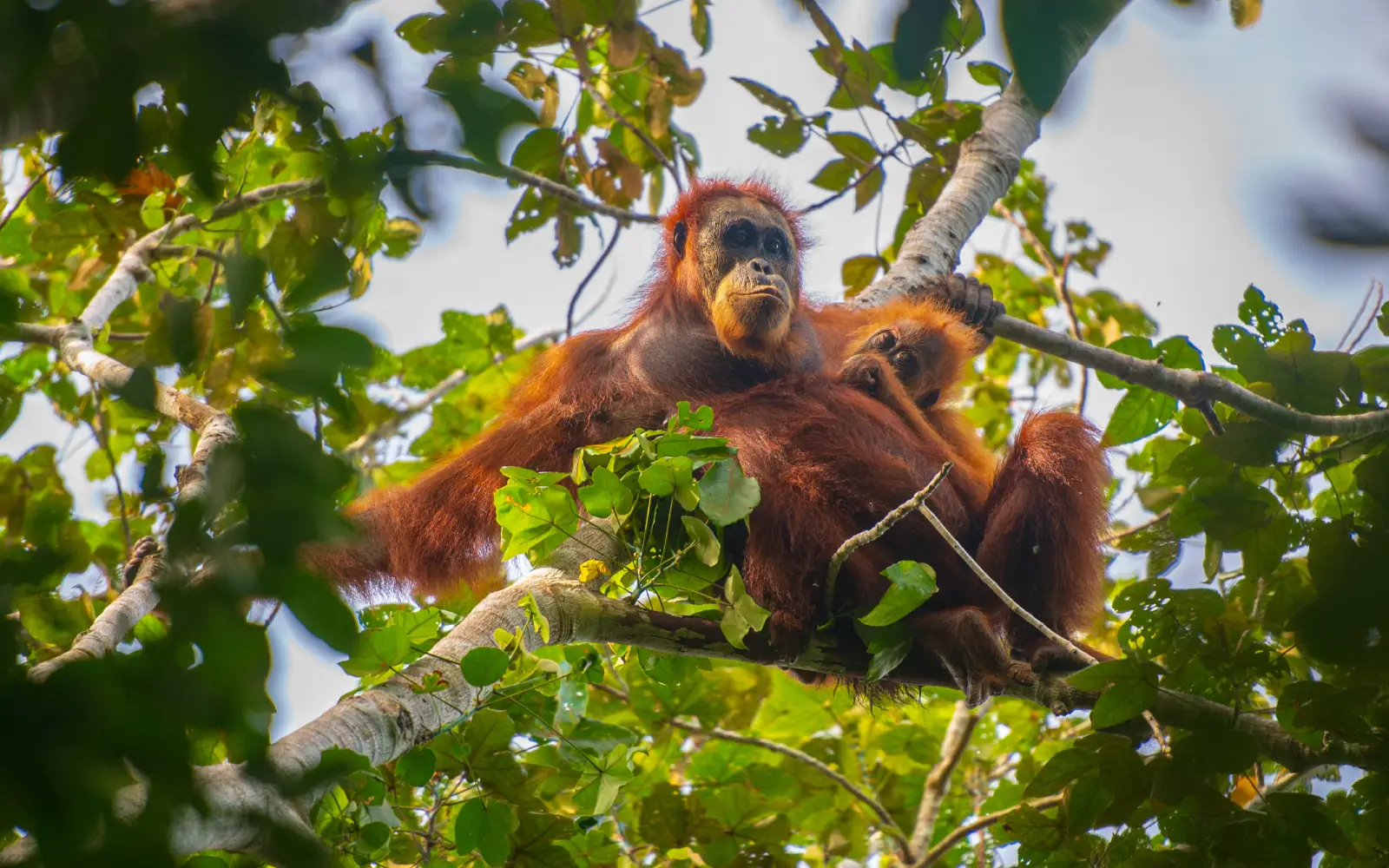 Indonesia releases 8 orangutans rescued from fires to protected forest