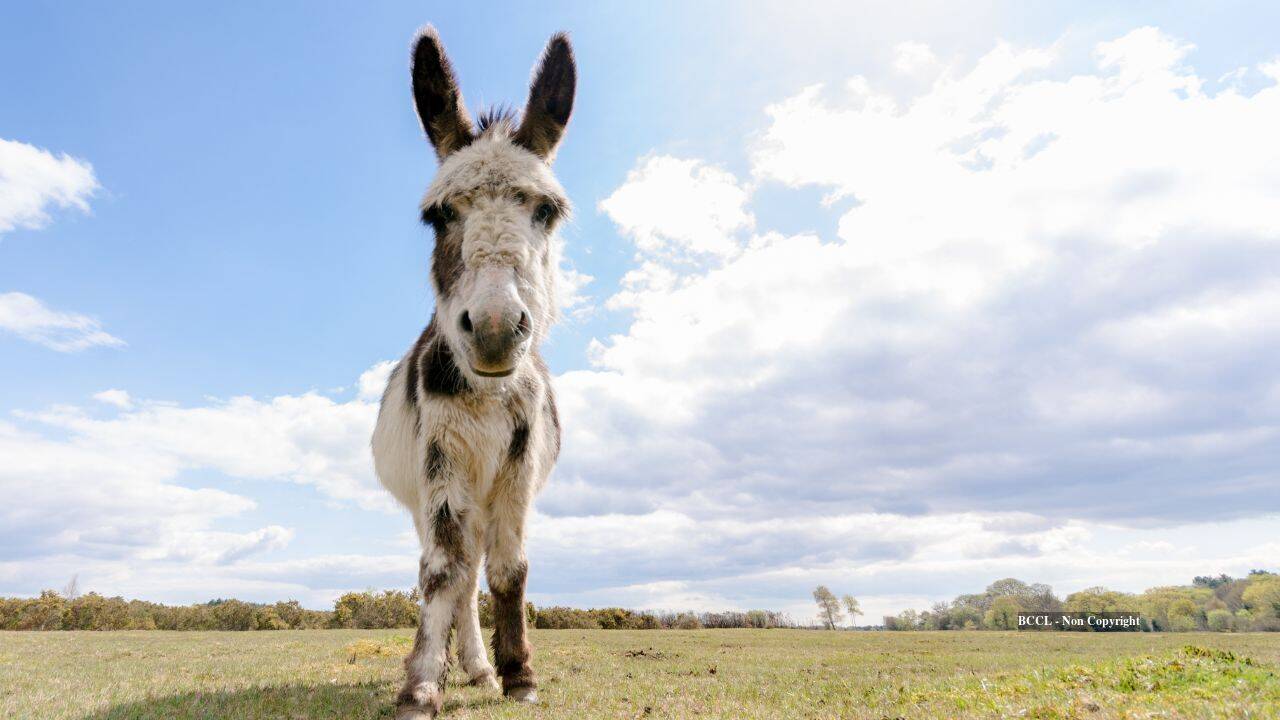 Wild horses and donkeys dug desert wells used by 57 vertebrate species