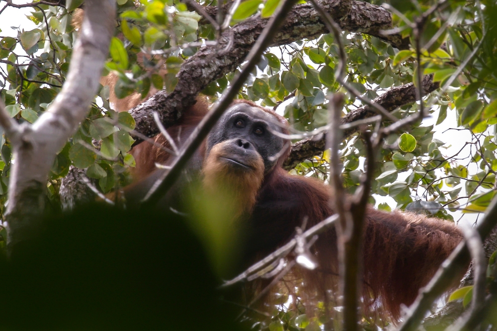From cuddly orangutans to pink dolphins, AI wildlife fakes threaten conservation