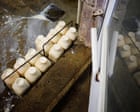 Physicians’ group calls for ban on raw milk – as it’s becoming increasingly popular in the US