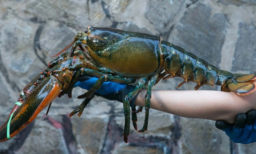 Canadian lobsters win over Vietnamese consumers with lower prices
