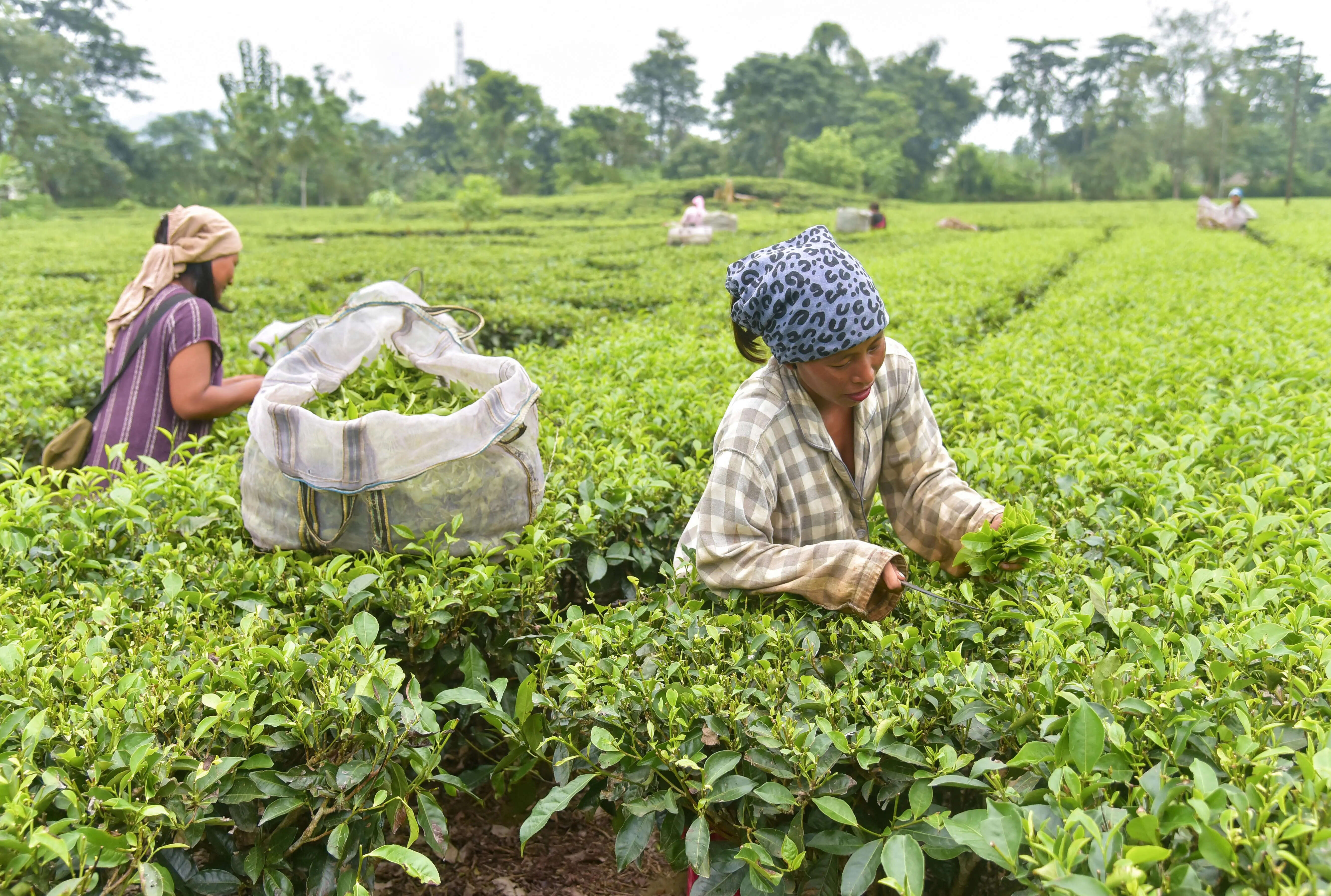 Tea Board pushes for more transparent, efficient tea auctions
