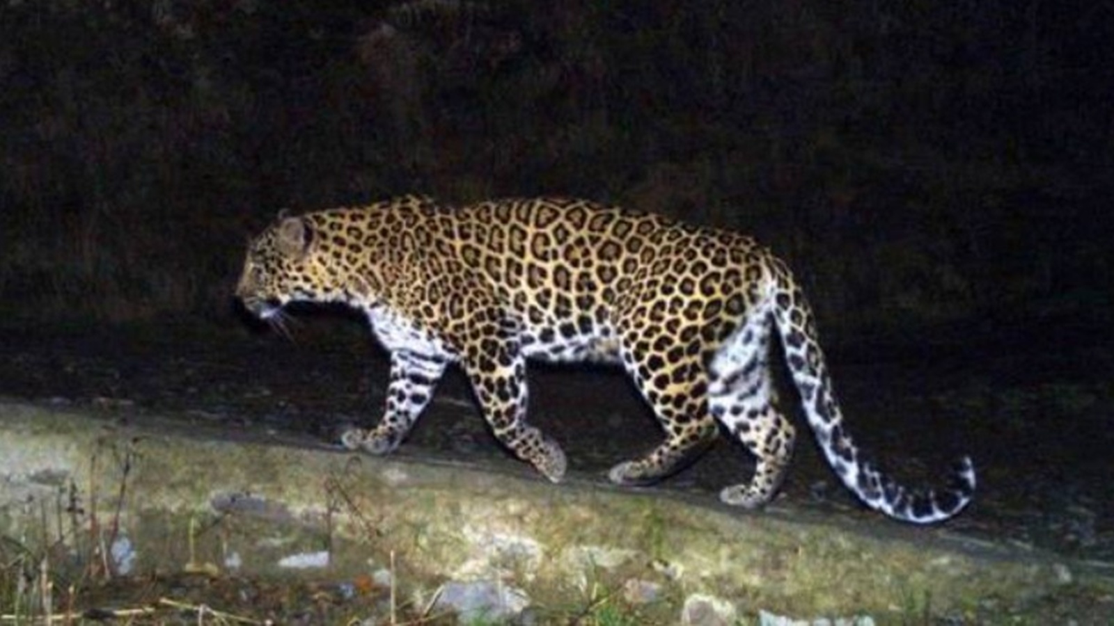 8-year-old among 2 killed by big cats in Uttar Pradesh’s Bahraich