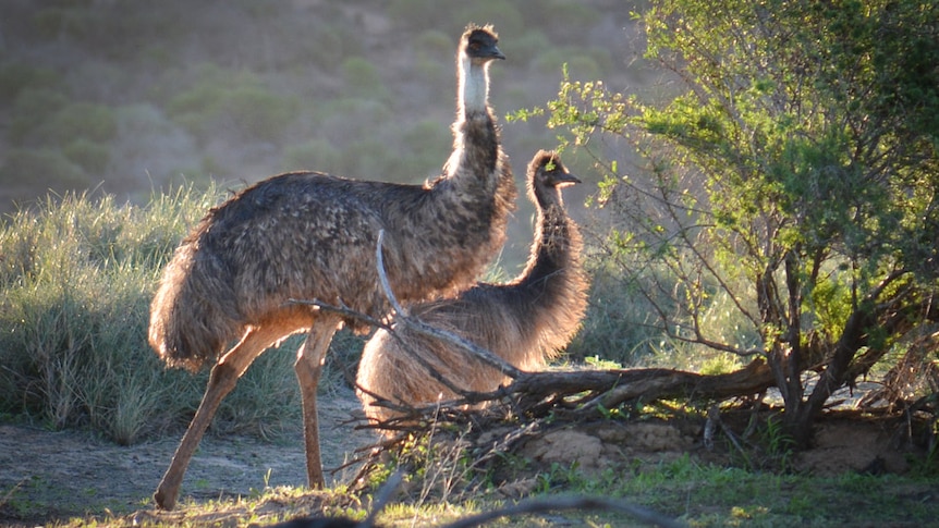 Tourists at 'right place, right time' find emus swimming in WA river