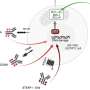 Combination of targeted therapies could help overcome treatment resistance in advanced prostate cancer