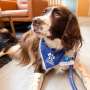 Study highlights benefits of animal-assisted treatment in stroke rehabilitation