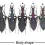 Flightless beetles evolved distinct snail-hunting shapes on Japan's largest island