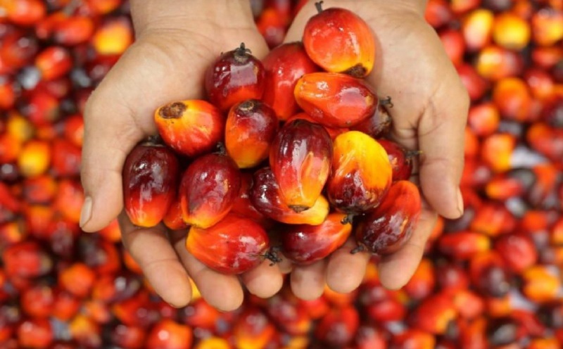 Palm oil's next harvest: Speaking better, reaching further