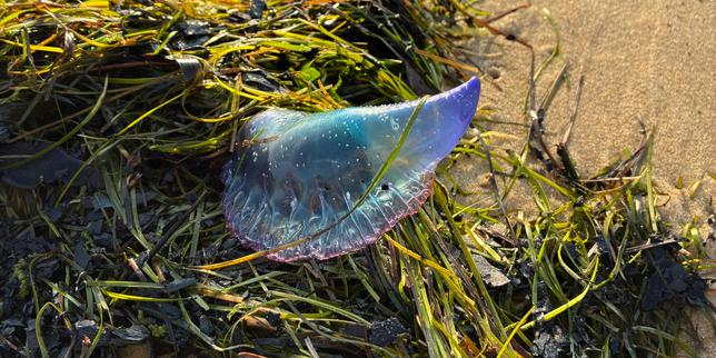 Portuguese man-o'-war, a highly venomous marine organism, returns to beaches in southwestern France