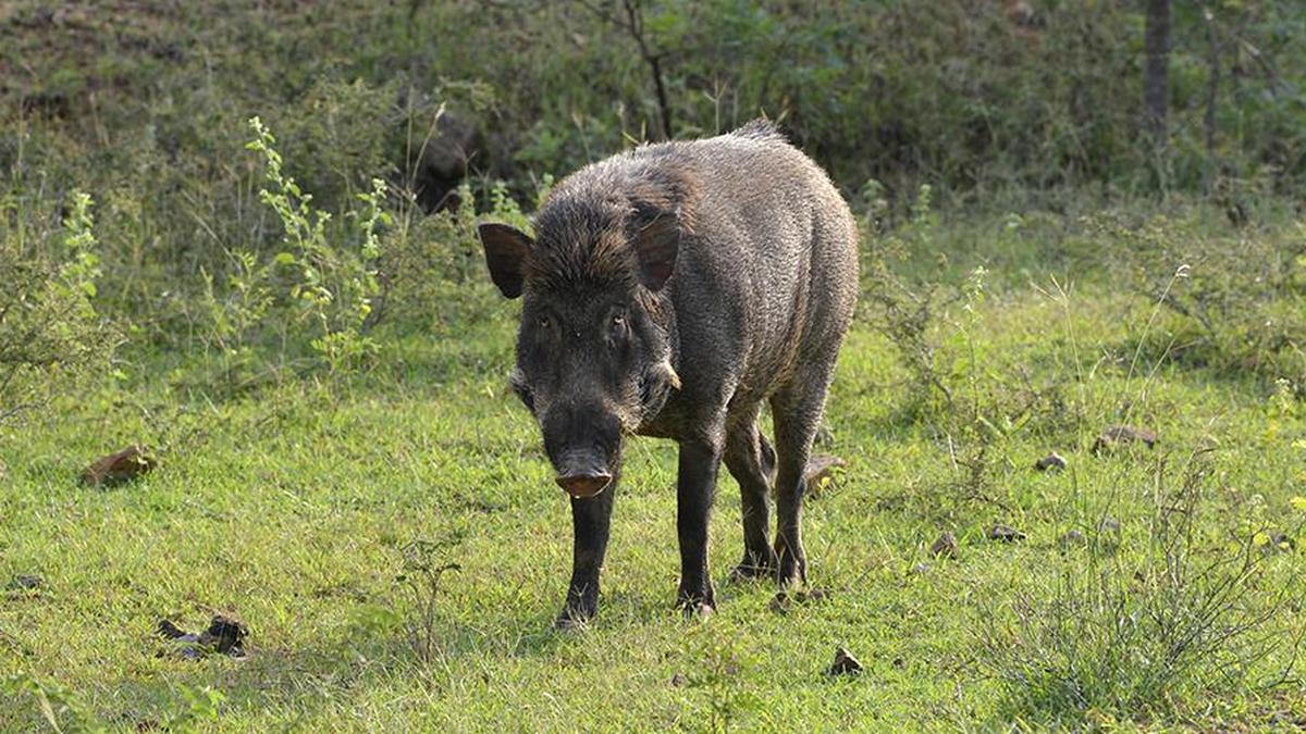 ICAR develops indigenous vaccine for African swine fever