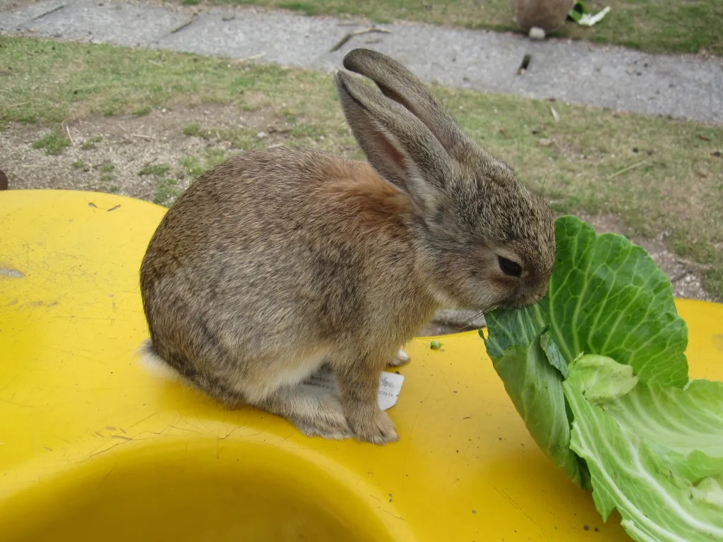 Japan’s Rabbit Island in danger of becoming Boar Island, tourists asked to follow feeding rules