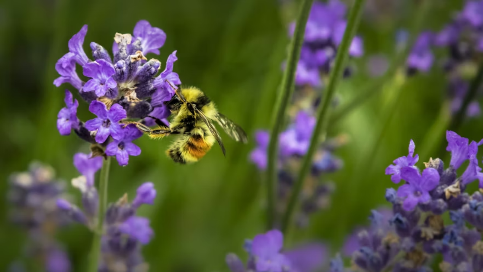 India’s sweet revolution depends on this: Safeguard the bee, and sustainability is key