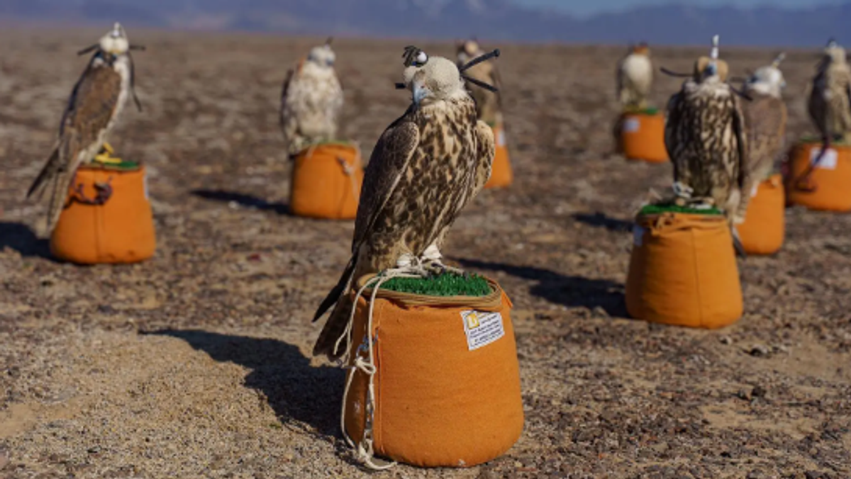National Center for Falcons opens public participation for 2027 Hudad international release