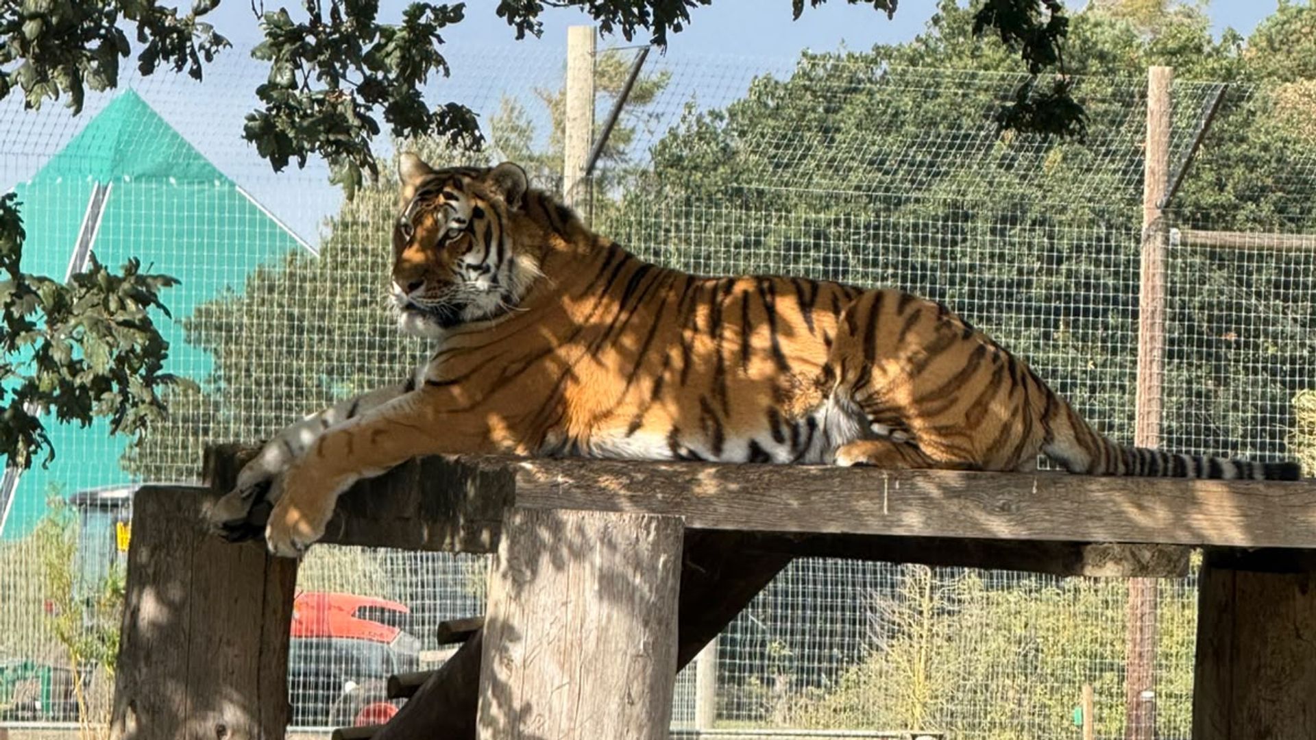 Man fatally attacked by tiger at UK wildlife park told animal to 'stop being naughty'