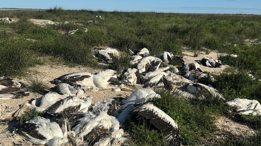 Hundreds of pelicans found dead in outback NSW