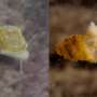 Mythical mountain god inspires name for China's first freshwater cave snail