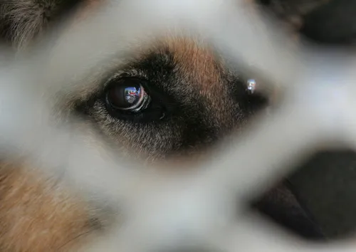 Residents warned after dogs allegedly poisoned in Hillary, Bellair and Seaview