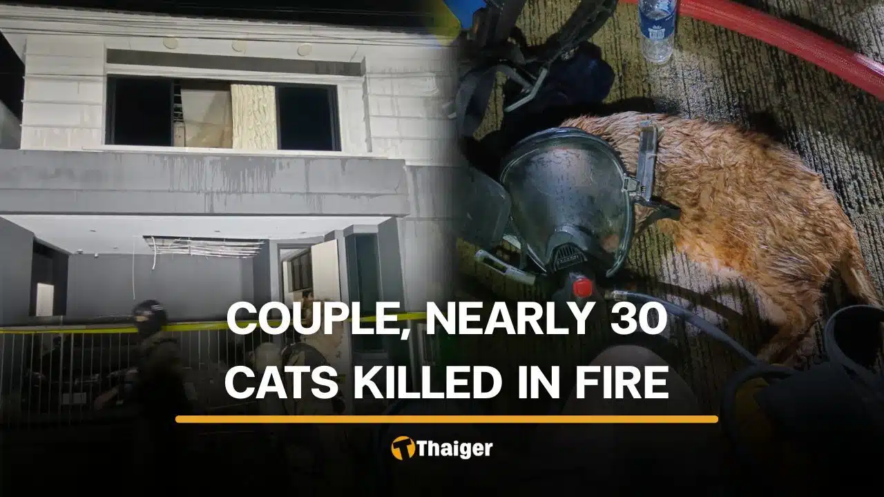 Thai couple and nearly 30 cats killed in Nonthaburi house fire, petrol discovered inside